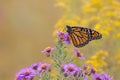 Monarch Butterfly on a Wildflower Royalty Free Stock Photo