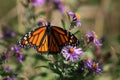 Monarch Butterfly and Wildflowers 2022 III