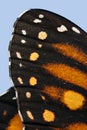 Monarch Butterfly Wing Macro Royalty Free Stock Photo