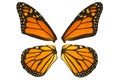 Monarch butterfly wings