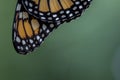 Monarch Butterfly wings drying closeup green background Royalty Free Stock Photo