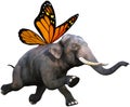 Monarch Butterfly Wings Elephant Isolated Royalty Free Stock Photo