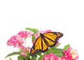 Monarch butterfly with wings open on pink and yellow lantana flowers, isolated Royalty Free Stock Photo