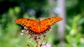 Monarch Butterfly with Wings Spread