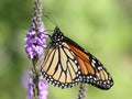 Monarch Butterfly on Wooly Verbena Royalty Free Stock Photo