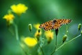 Monarch butterfly on the yellow flower Royalty Free Stock Photo