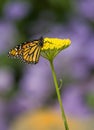 Monarch Butterfly on Yellow Flower Royalty Free Stock Photo