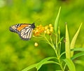 Monarch butterfly yellow flower Royalty Free Stock Photo