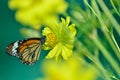 Monarch Butterfly on yellow Flower Royalty Free Stock Photo