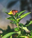 Monarch butterfly, yellow flower, green leaves Royalty Free Stock Photo