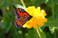 Monarch Butterfly on a yellow flower Royalty Free Stock Photo