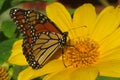 Monarch butterfly on yellow flower, sloseup