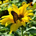 Monarch butterfly in Yellow sunflower on Fall day in Littleton, Massachusetts, Middlesex County, United States. New England Fall. Royalty Free Stock Photo