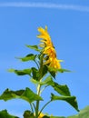 Monarch butterfly in Yellow sunflower on Fall day in Littleton, Massachusetts, Middlesex County, United States. New England Fall. Royalty Free Stock Photo