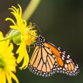 Monarch butterfly on yellow wildflower in Theodore Wirth Park in Minneapolis, Minnesota