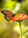 Monarch butterfly on zinnia Royalty Free Stock Photo