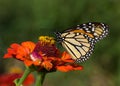 Monarch Butterfly on Zinnia Royalty Free Stock Photo