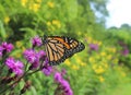 Monarch butterflyn purple ironweed flower