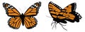 Monarch butterflys