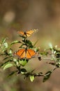 Monarch butterflys take sun Mexico Valle de Bravo Royalty Free Stock Photo