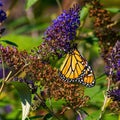 a Monarch Butterly on a purple flower Royalty Free Stock Photo