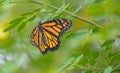 Monarch on Cassia, Early Morning, Seminole, Florida #2