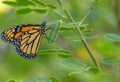 Monarch on Cassia, Early Morning, Seminole, Florida #3