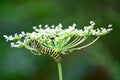 Monarch catepillar