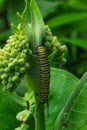 Monarch catapiler Royalty Free Stock Photo