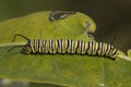 Monarch Caterpillar