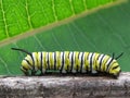 Monarch Caterpillar Royalty Free Stock Photo