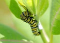 Monarch Caterpillar Royalty Free Stock Photo