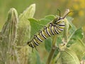 Monarch Caterpillar