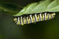 Monarch caterpillar Royalty Free Stock Photo