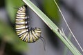 Monarch caterpillar Royalty Free Stock Photo