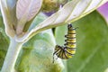 Monarch caterpillar becoming a chrysalis. Royalty Free Stock Photo