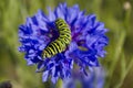 Monarch caterpillar on blue wildflower. Royalty Free Stock Photo
