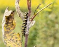 Monarch Caterpillar Eating Milkweed Leaves Royalty Free Stock Photo