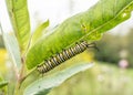 Monarch Caterpillar Eat Milkweed Leaves Royalty Free Stock Photo