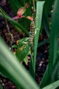 Monarch caterpillar climbing up a leaf in a garden Royalty Free Stock Photo