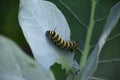 Monarch Caterpillar Crawling on a Milkweed Leaf