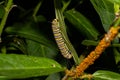 Monarch Caterpillar Crawling On A Plant
