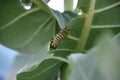 Monarch Caterpillar Creeping Along the Edge of a Munched Leaf