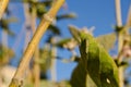 Monarch caterpillar on crown flower leaf Royalty Free Stock Photo