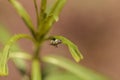 Monarch caterpillar, Danaus plexippus, in a butterfly garden Royalty Free Stock Photo