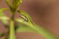 Monarch caterpillar, Danaus plexippus, in a butterfly garden Royalty Free Stock Photo