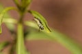 Monarch caterpillar, Danaus plexippus, in a butterfly garden Royalty Free Stock Photo