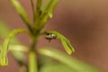 Monarch caterpillar, Danaus plexippus, in a butterfly garden Royalty Free Stock Photo