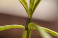 Monarch caterpillar, Danaus plexippus, in a butterfly garden Royalty Free Stock Photo