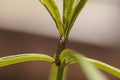 Monarch caterpillar, Danaus plexippus, in a butterfly garden Royalty Free Stock Photo